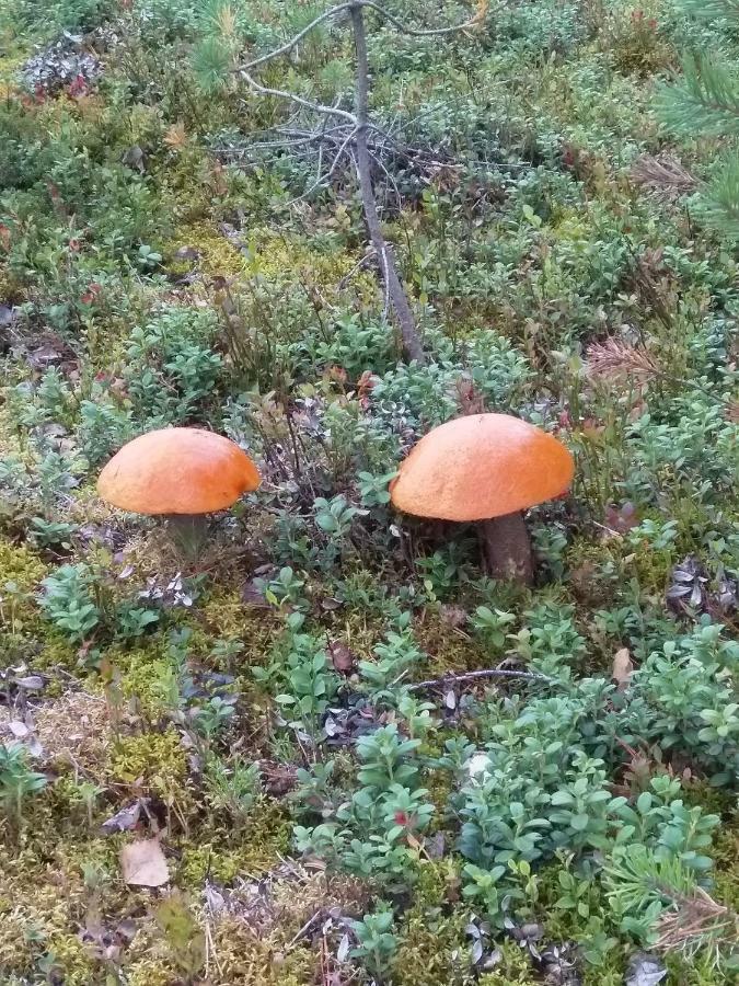 Villa Tiirinkallio Nilsiä エクステリア 写真